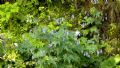 Aconitum degenii